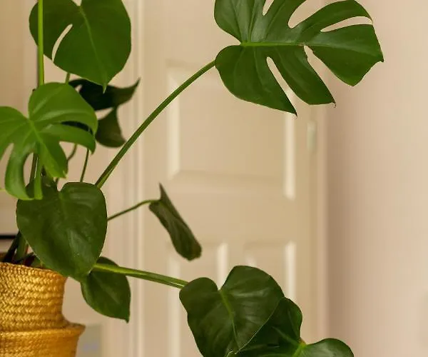 Apartment Forum Wola Jana Kazimierza By Renters *